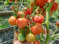  Tomato 'Seiger'