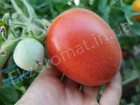 Tomato 'Scheherazade'