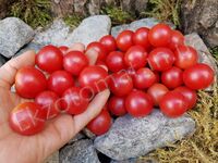 Tomato 'Shalun'