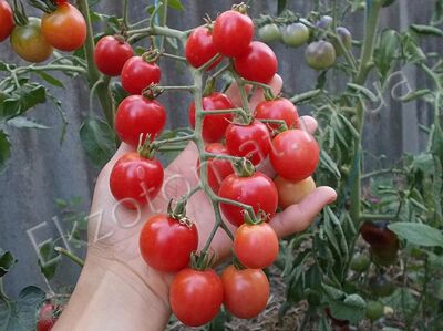 Tomato 'Shalun'