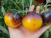 Tomato 'Shokoladnyi Marmelad'
