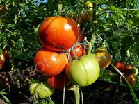 Tomato 'Shuntuksky Velikan'