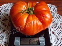 Tomato 'Shuntuksky Velikan'