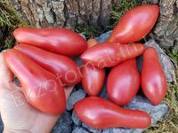 Tomato "Sibirsky Khottabych"