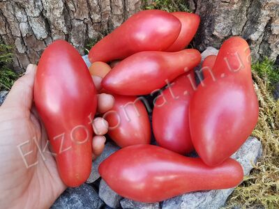 Tomato "Sibirsky Khottabych"