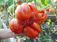 Tomato 'Sierra Leone'