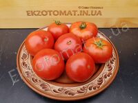 Tomato 'Siletz'