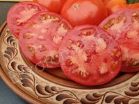 Tomato 'Siletz'