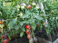 Tomato "Sinyaya Grusha Dukhova"
