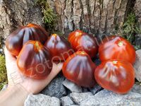 Tomato "Sinyaya Grusha Dukhova"