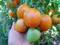 Tomato 'K-54-77' or 'Rock'