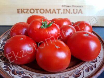 Tomato 'Skorospelka'