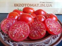 Tomato 'Skorospelka'