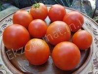  Tomato 'Snezhnaya Skazka'