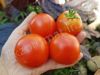  Tomato 'Snezhnaya Skazka'