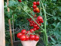 Tomato 'Spenser'