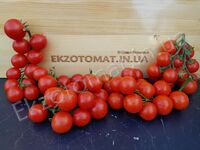 Tomato 'Spenser'