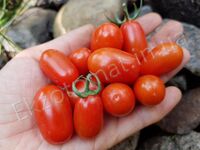 Tomato 'Sprite'