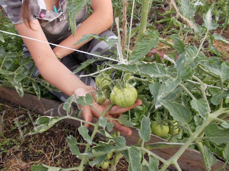 Как подвязывать и пасынковать томаты?