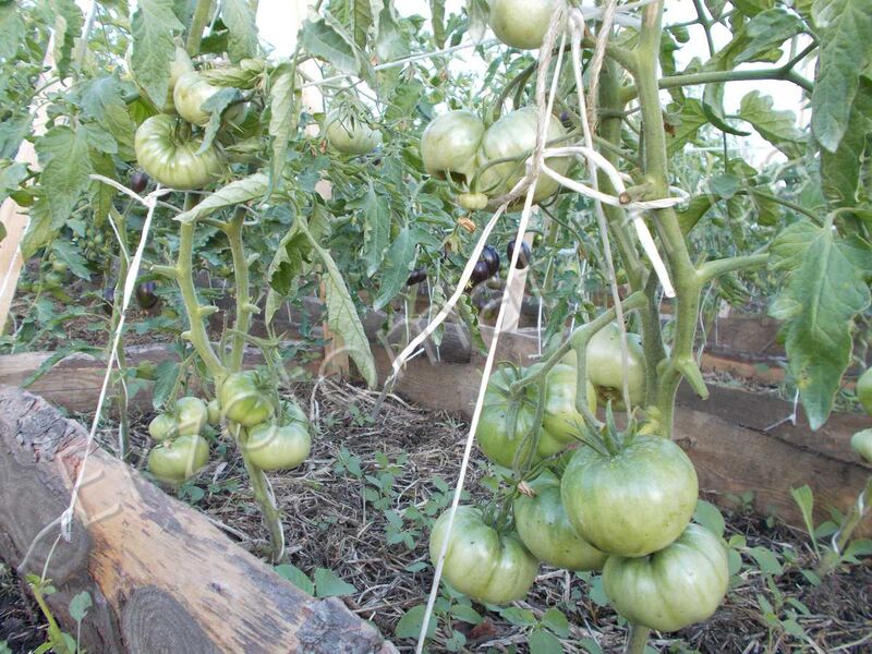 Как подвязывать и пасынковать томаты?