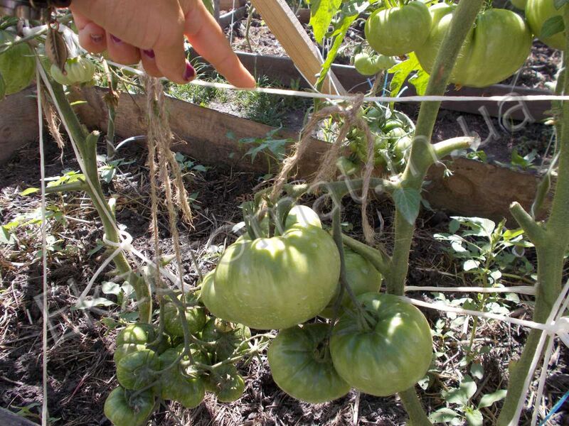 How to tie and pasynkovat tomatoes?