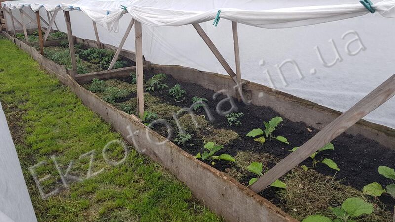 How to transplant seedlings in open ground?