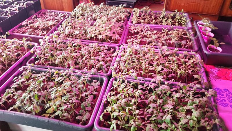 How to care for your seedlings?