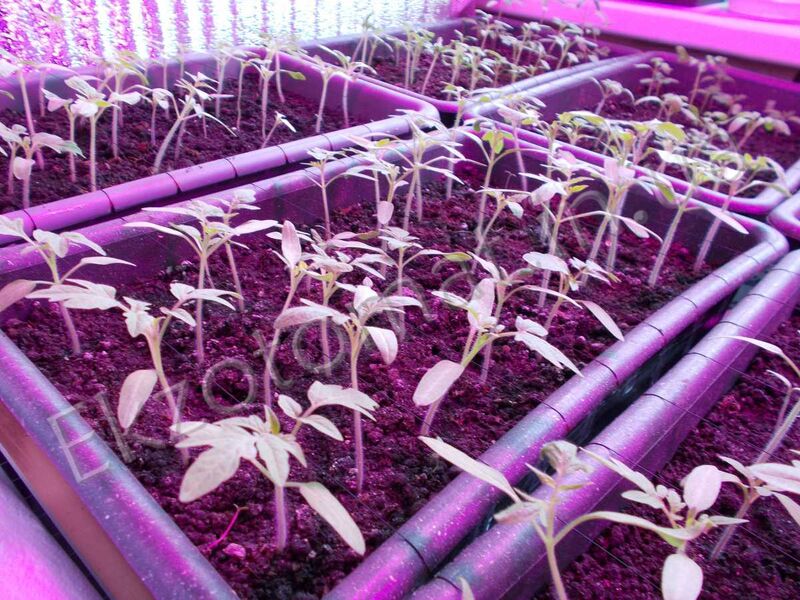 How to care for your seedlings?