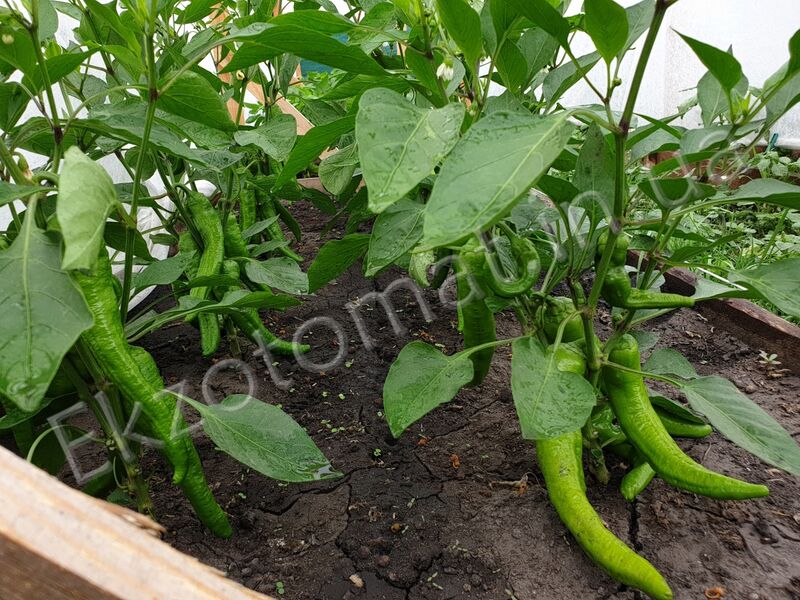 As we grow peppers?