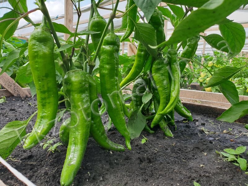 As we grow peppers?