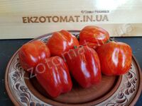 Tomato 'Schimmeig Stoo'