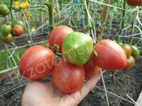 Tomato 'Striped Sweetheart'