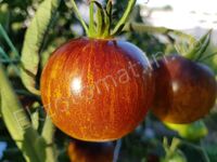 Tomato 'Stripes of Yore'
