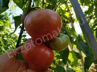 Tomato 'Stump of the world'