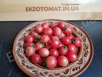 Tomato 'Sub-Arctic Cherry'