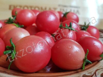 Tomato 'Sub-Arctic Cherry'