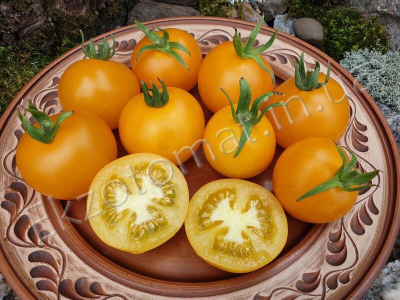Tomato 'Sungella'