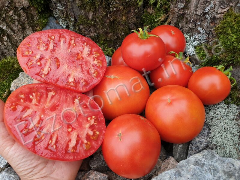 Tomato 'Super Sioux'