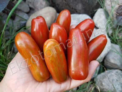 Tomato 'Black Casady'