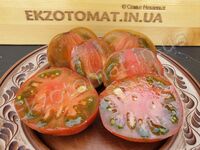 Tomato 'Thorburn''s terracotta'