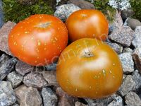 Tomato 'Thorburn''s terracotta'