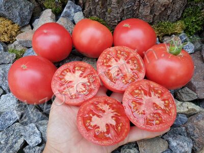 Tomato 'Tibet Apple'