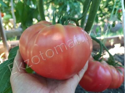 Tomato 'Tiffen Mennonite'