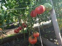 Tomato 'Tiffen Mennonite'