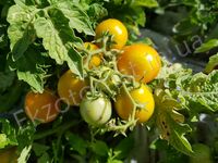 Tomato 'Tigerette Yellow'