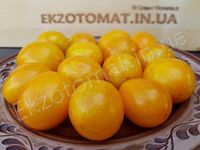 Tomato 'Tigerette Yellow'