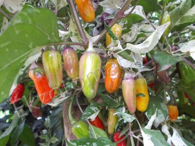 Pepper 'Tricolor Variegata'