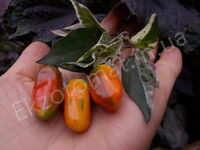 Pepper 'Tricolor Variegata'