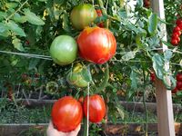 Tomato 'Tsekinovsky giant'