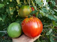 Tomato 'Tsekinovsky giant'